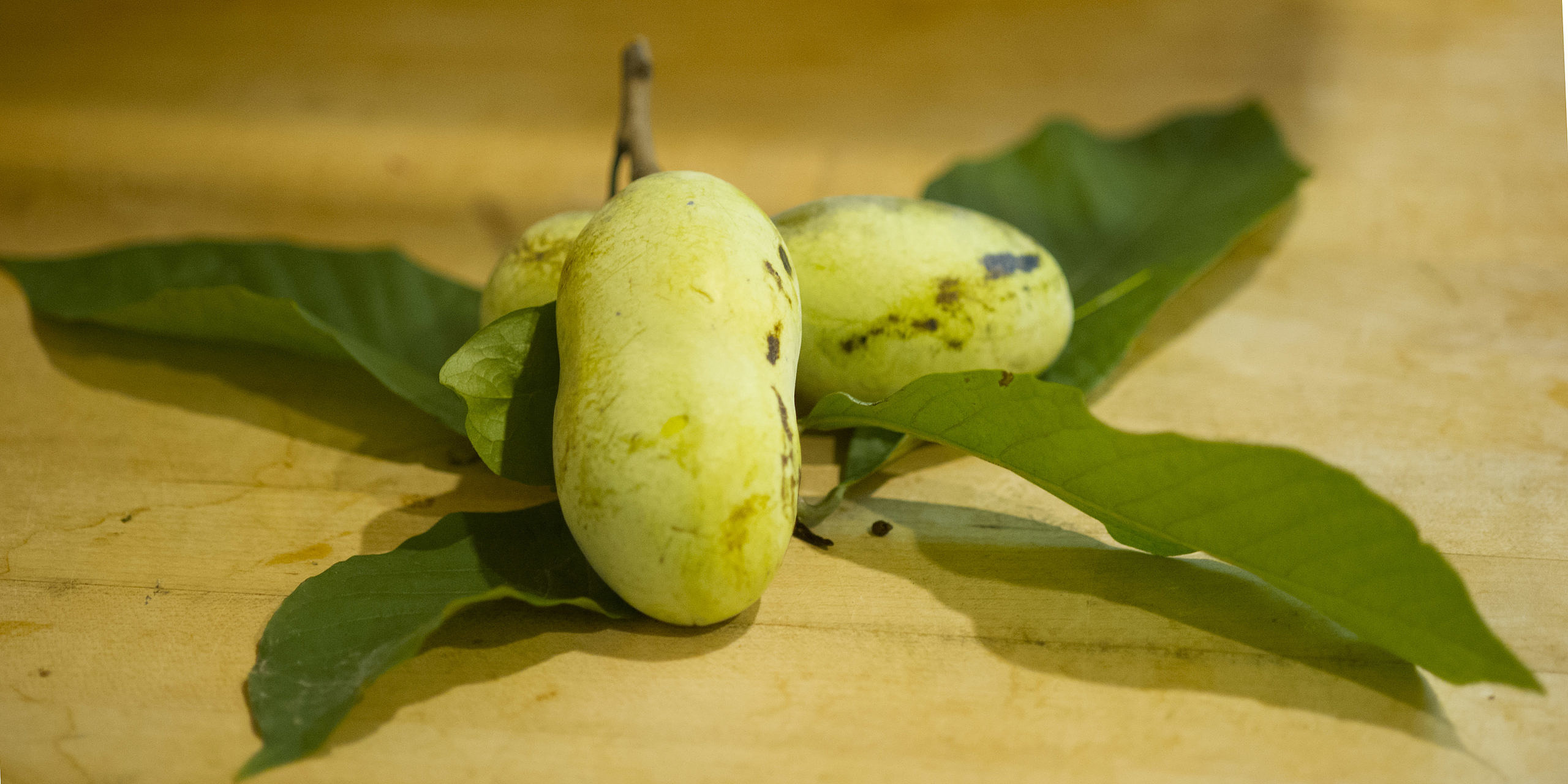 ripe pawpaw fruit on leaves